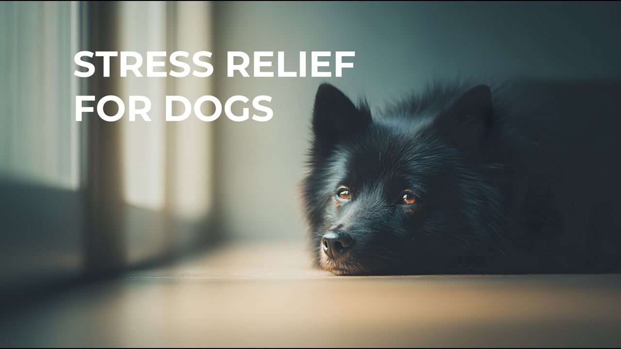 4 Hours Stress Relief Music for Dogs | Calm & Safe Sounds