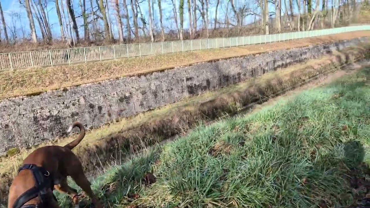 Achille le long de la Tranchée du Creusot (canal de Bourgigne)