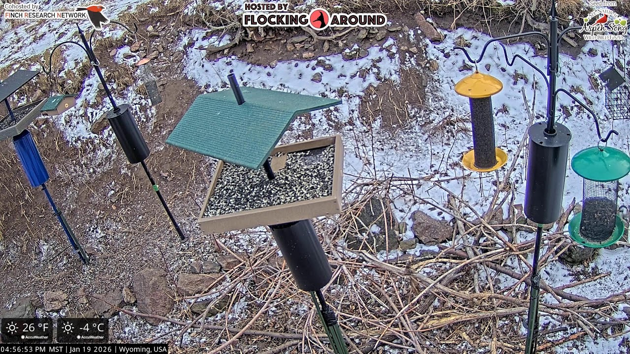 01/19/2026 - Bird Feeder Livestream from Flocking Around HQ
