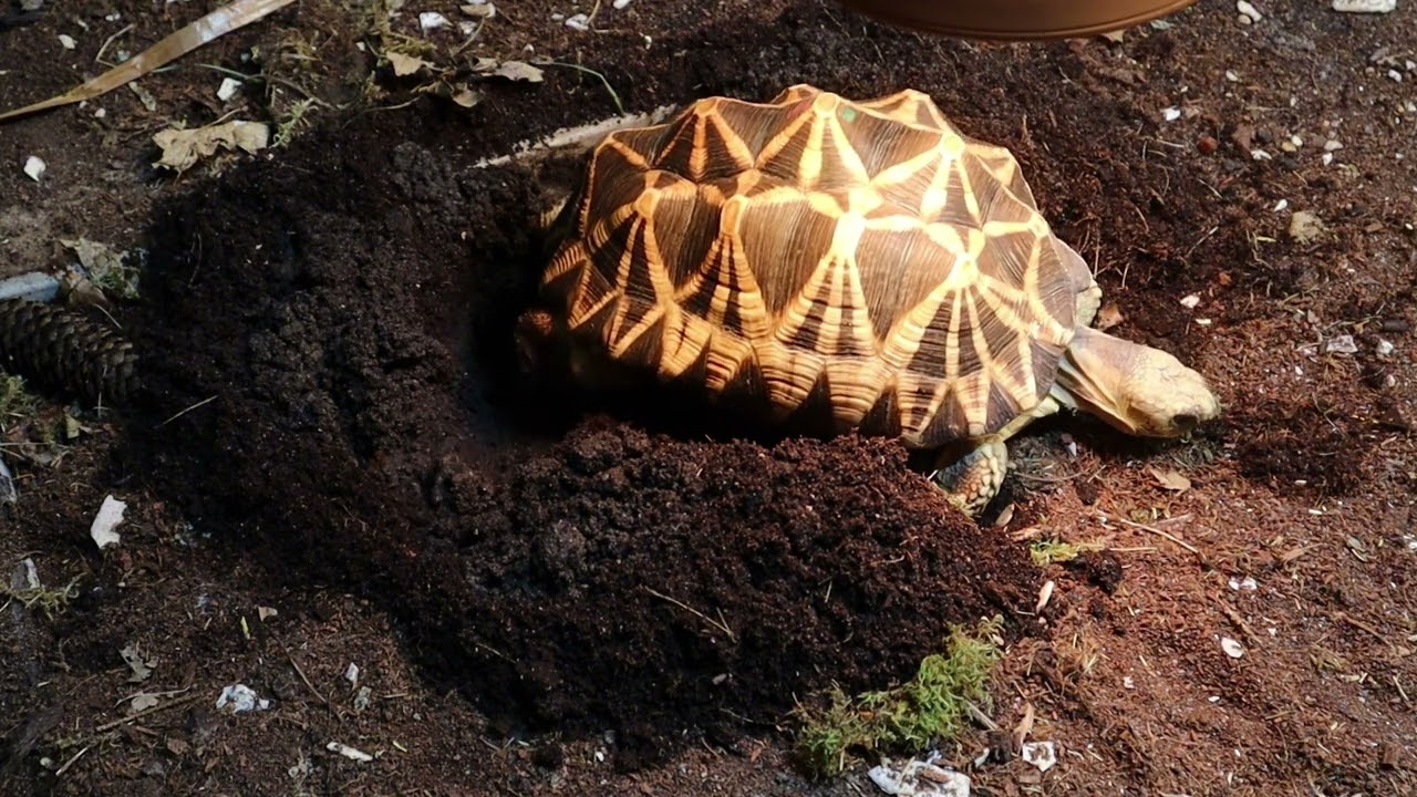 Burmese Star Tortoise, Egg laying, Geochelone platynota