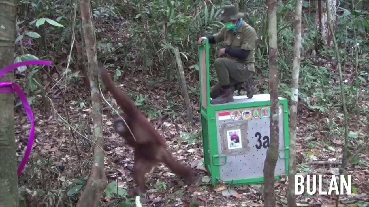 BOS Nyaru Menteng 23rd Orangutan Release: Opening the Cages!