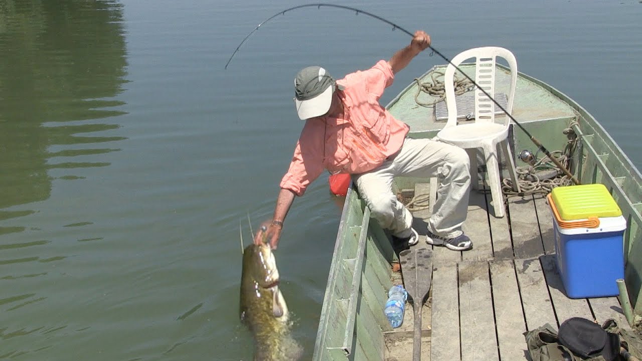 Pecanje soma i smuđa na reci Tisi - Varaličarenje | Fishing catfish