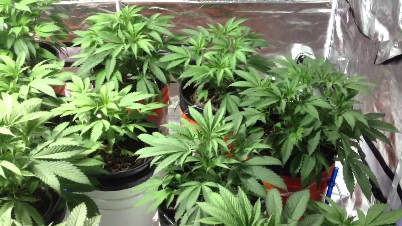 Grow tent setup grand daddy purple update