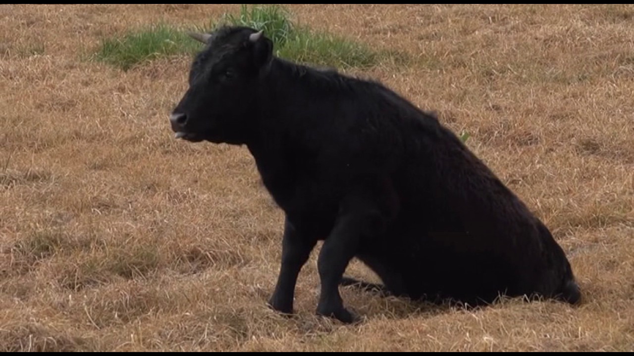 Stieren breken los uit weiland