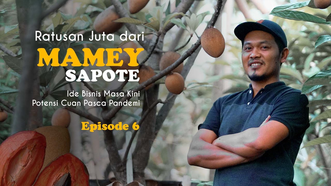 Mesin Penghasil Cuan dari Tanam Mame Sapote | Satu Tahun Balik Modal ❗❗