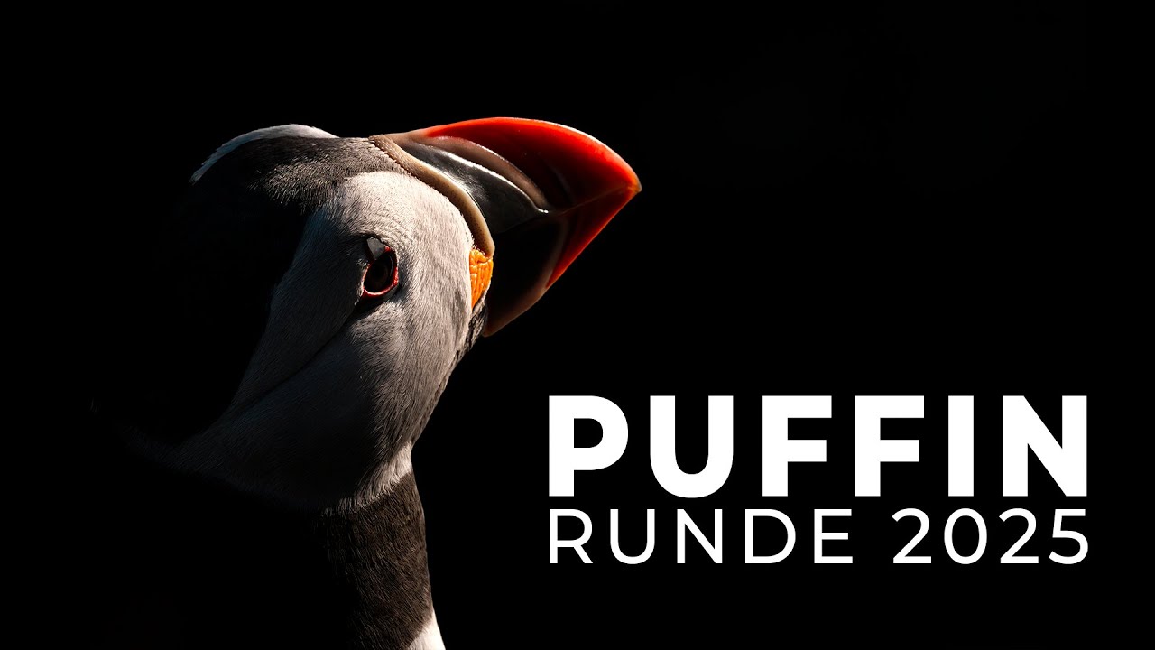 Runde Bird Island | Where Puffins Rule the Cliffs