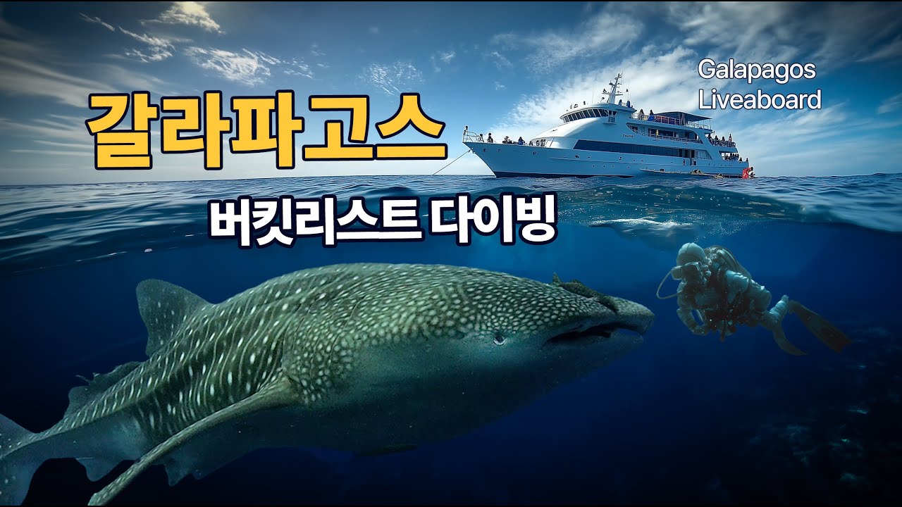 갈라파고스 (Galapagos) 리브어보드 다이빙 – 인생 버킷리스트의 완성#galapagos#liveaboard#whaleshark#hammerheads#marineiguana