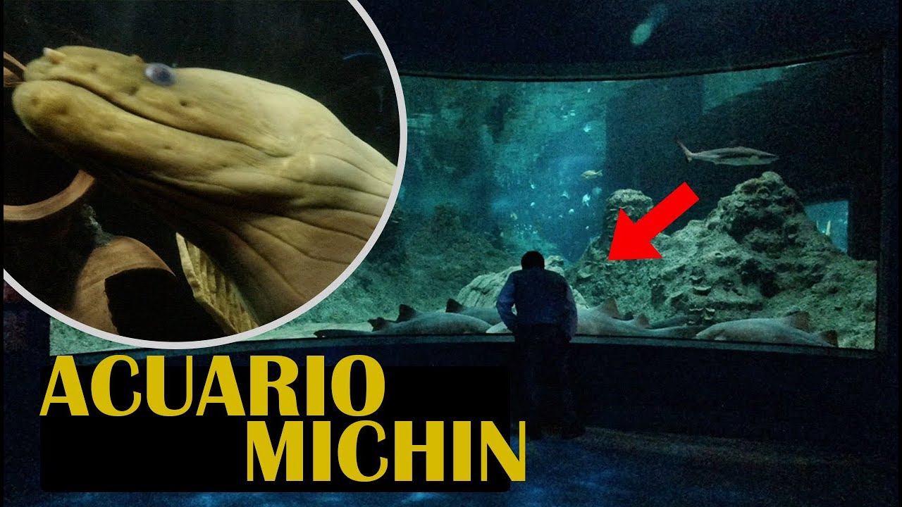 ACUARIO MICHIN PUEBLA | Uno de los acuarios mas importantes de México