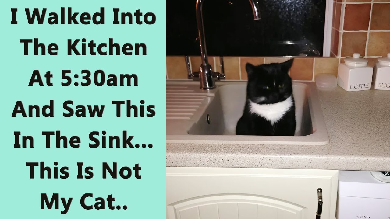 50 Of The Best “I Don’t Own A Cat” Moments That Have Ever Happened To Humans