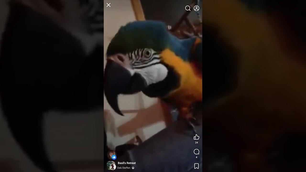 Сегодня вечером у Маленькой мисс Феникс всё идёт как по маслу, в то время как все остальные ведут...