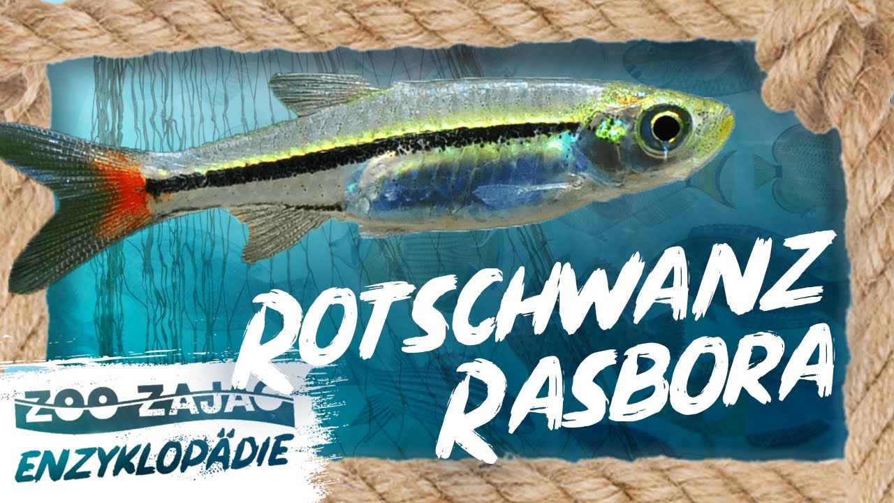 ROTSCHWANZ-RASBORA | FISCHENZYKLOPÄDIE | ZOO ZAJAC