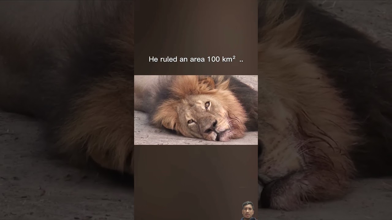 The Fall of a King &ndash; Cecil the Lion 🦁 #CecilTheLion #WildlifeTragedy #wildlife #lion #nature #shorts