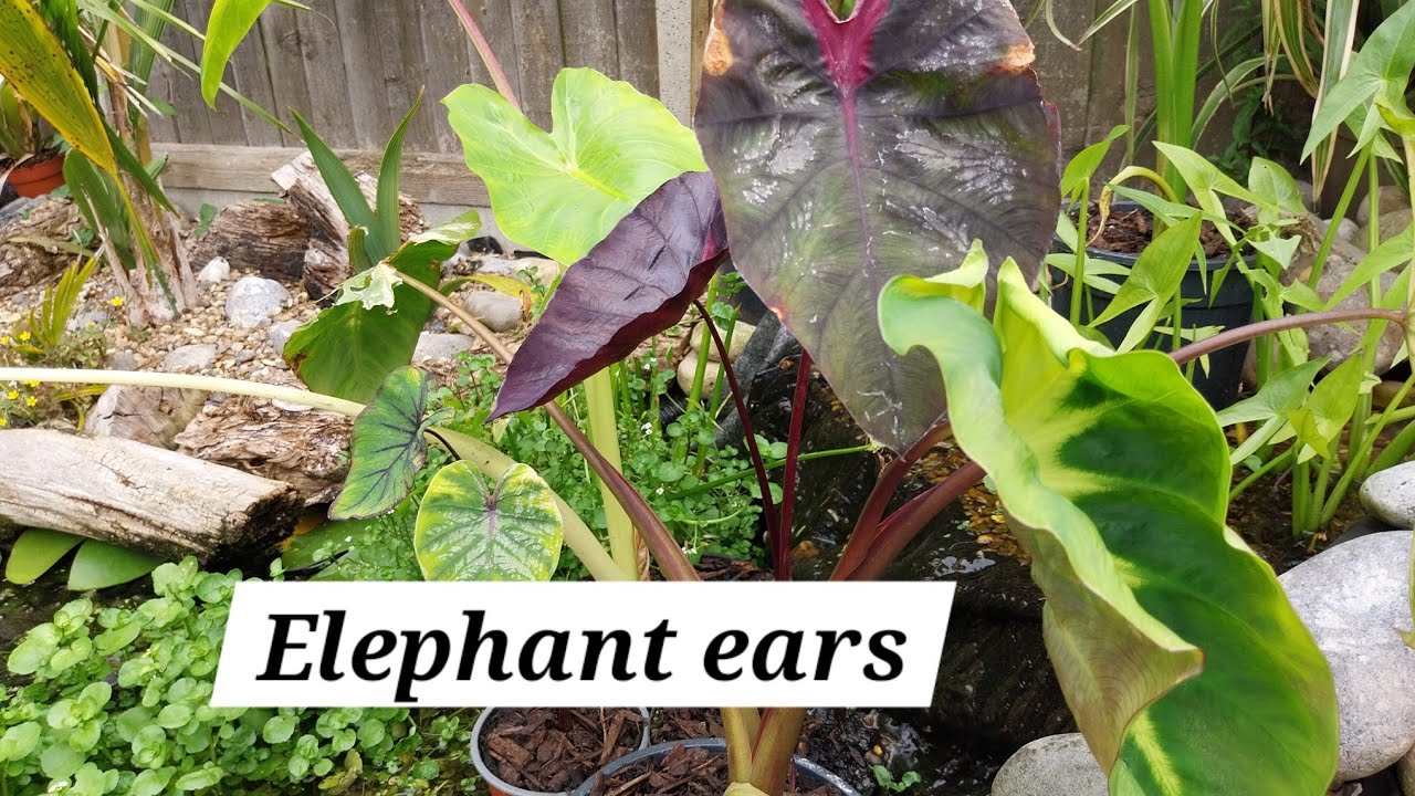 10 types of colocasia growing in my pond