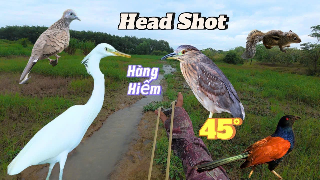 Ná Cao Su Hạ Vạc Xám Vườn Hoang Cò Trắng Bìm Bịp Ham Ăn Sau Ngày Mưa Bão || SangSlingShot