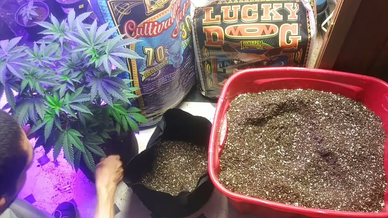 MAKING MY SUPER SOIL(TRANSPLANTING MY LEMON CAKE 10WKS VEG