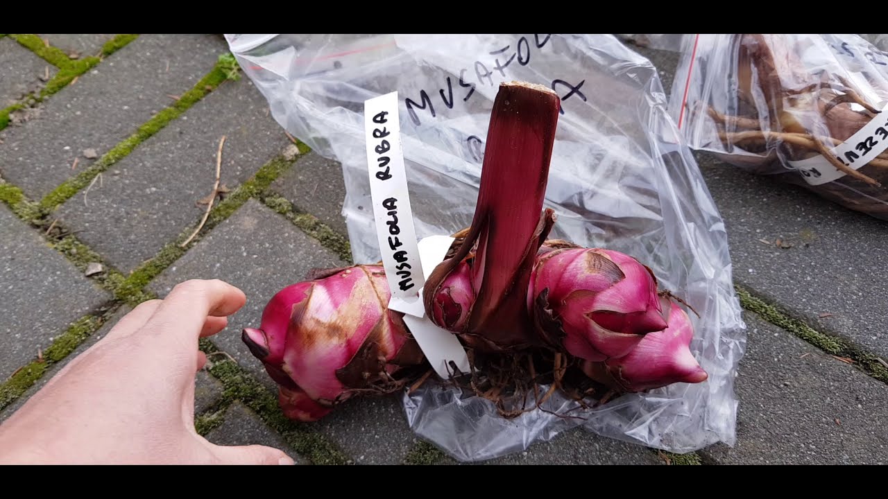 Paczka od Pana Piotra - Canna w ogrodzie 🌸cz.1