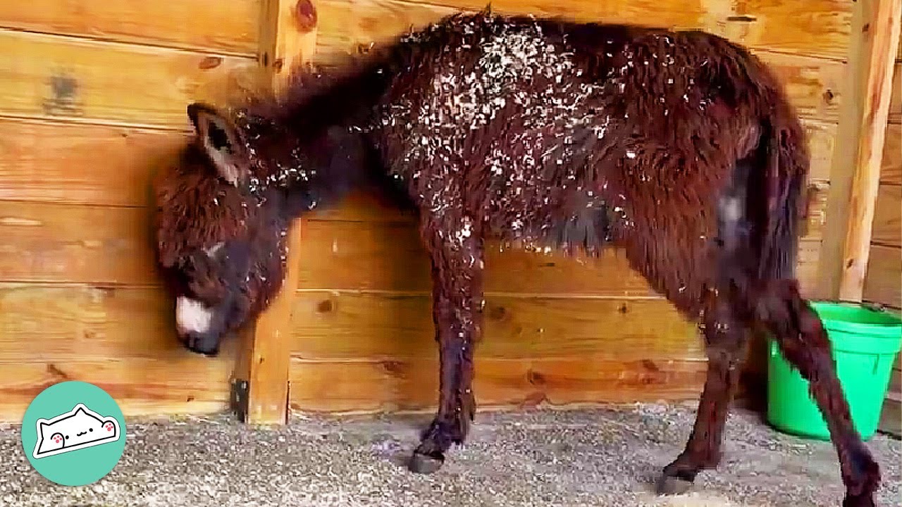 From Malnourished To Magnificent: This Donkey Does a Complete 180! | Cuddle Buddies