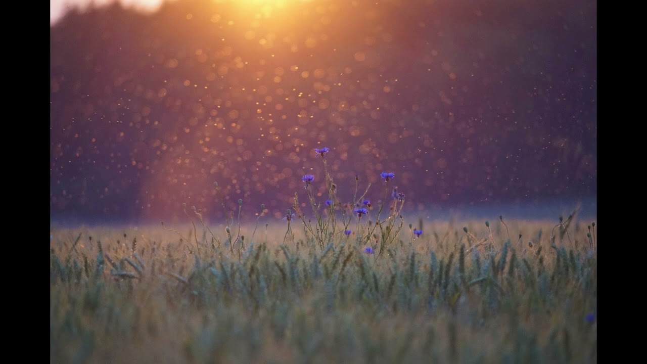 The Seraph Improject - Shower Of Lights N°2 [Piano-Based/Bright Music/Instrumental]