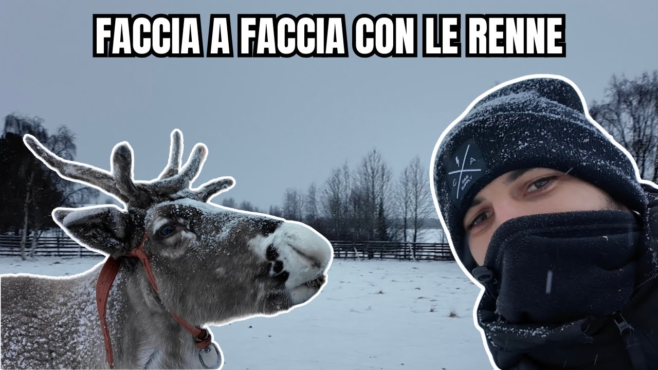 Ho incontrato le renne in Lapponia Svedese: una giornata nel loro villaggio