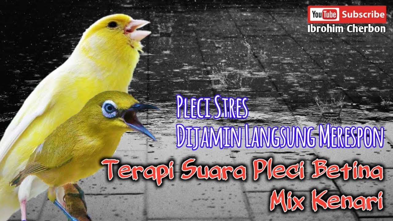 Terapi Suara Pleci Betina Mix Kenari || Pleci Stres Dijamin Langsung Merespon