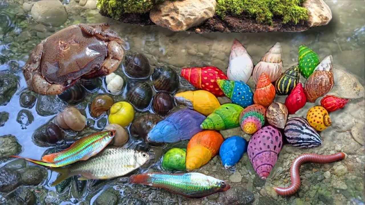 Melihat Snails, Bekicot, Keong mas, Siput, Cangkang, luwing kaki seribu, ikan hias, kepiting  #10