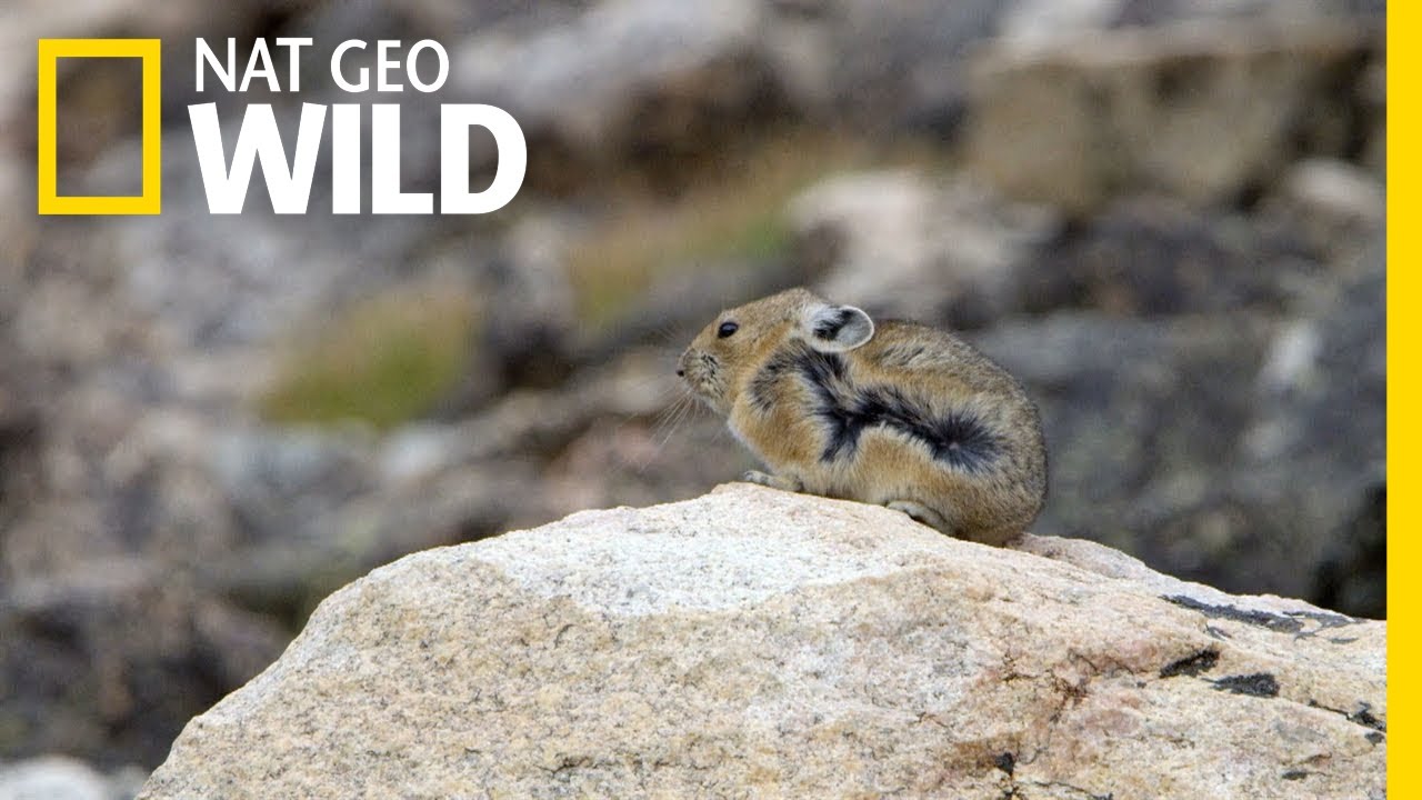 The Pika is Quick and Elusive | America the Beautiful