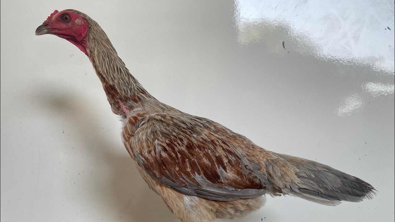 ไก่สาวกิ๊ฟหลุด จากเรือนไทยโคราช