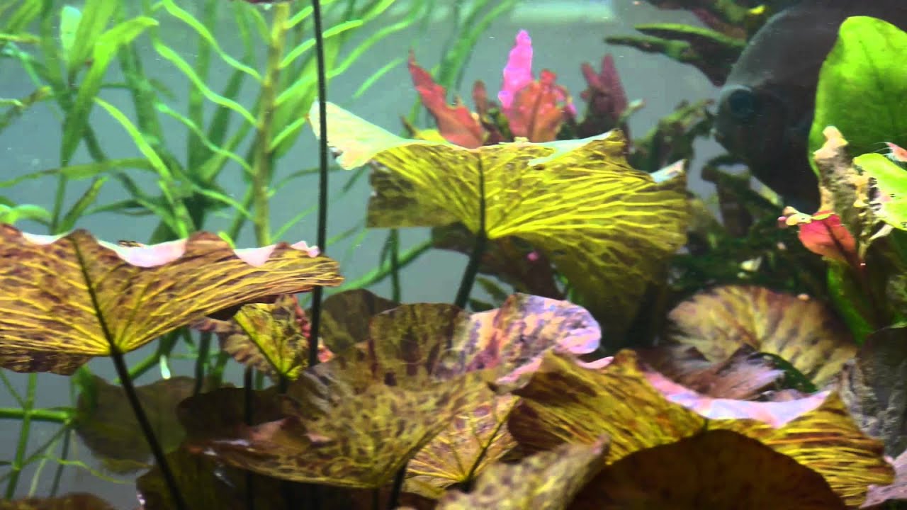Itaj's Aquarium - Relaxing Music