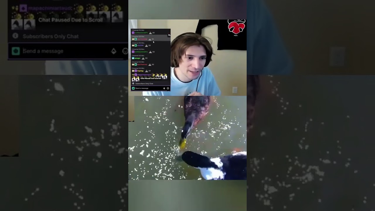 xQc Spends 10k Feeding Ducks on Twitch