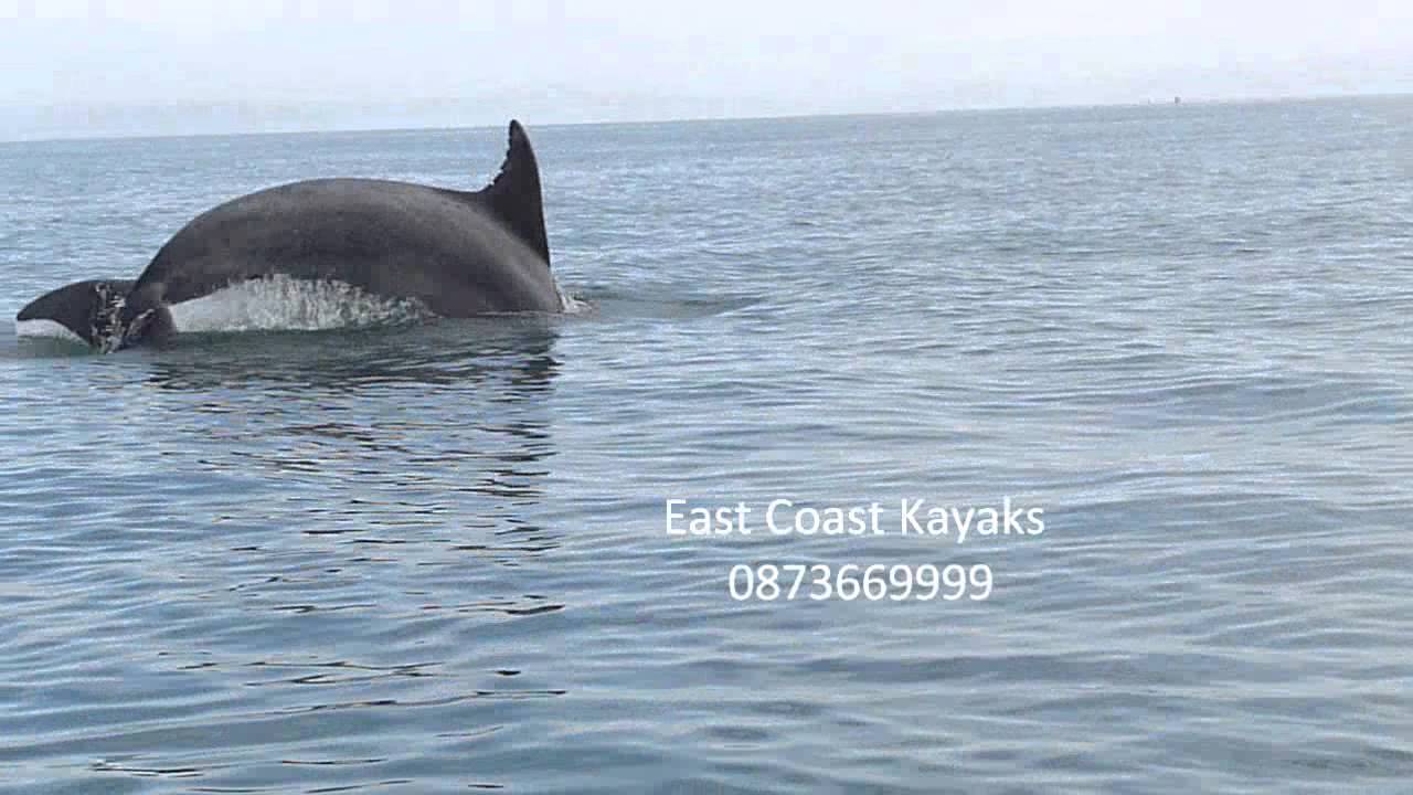 Bray Adventures & Dolphins Bray Co.Wicklow