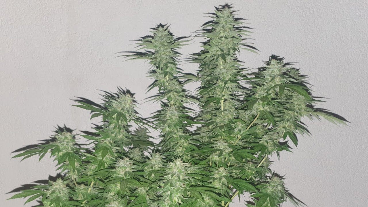 (HD) SOUR RIPPER 