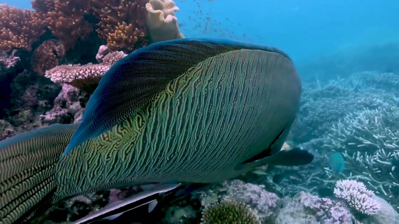 Quicksilver Group, Tourism Reef Protection Initiative 2024