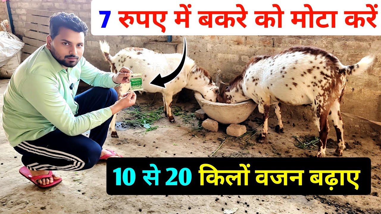 7 रुपए में बकरे को मोटा करें !! bakre ko mota karne ki dawai !! bakre ko mota karne ka tarika