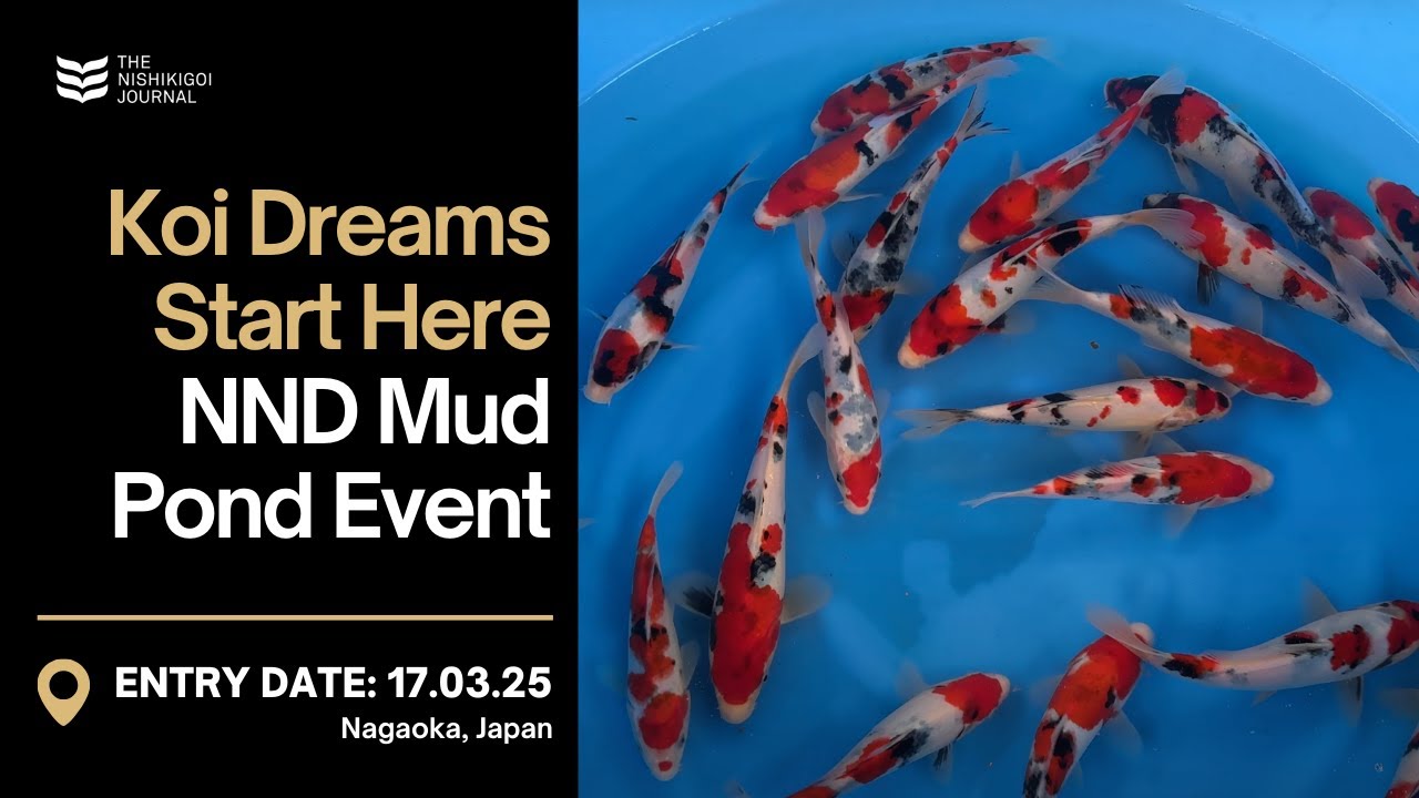I Had 1 Hour to Choose 40 Koi… Here’s What Happened | T.N.J. | EP #085