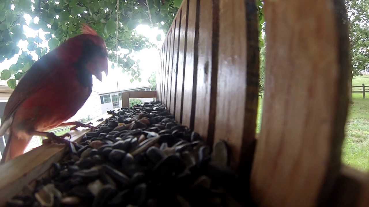 bench bird feeder