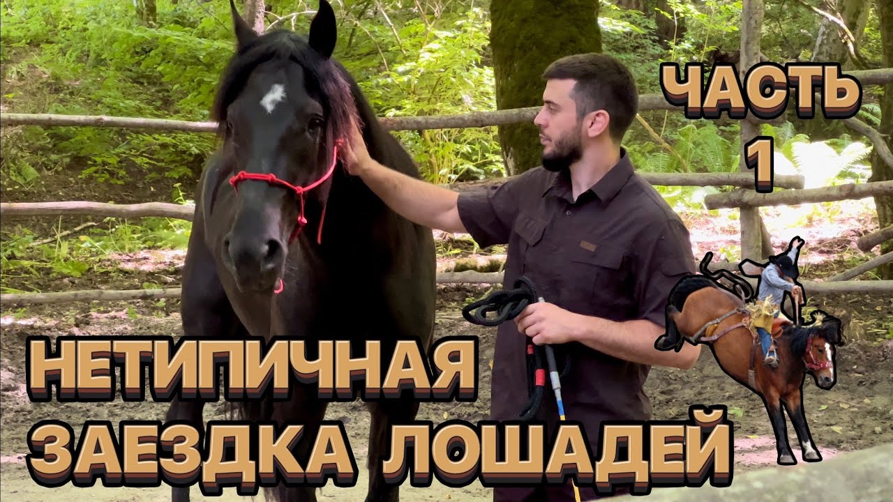 Нетипичная заездка лошадей. Часть 1