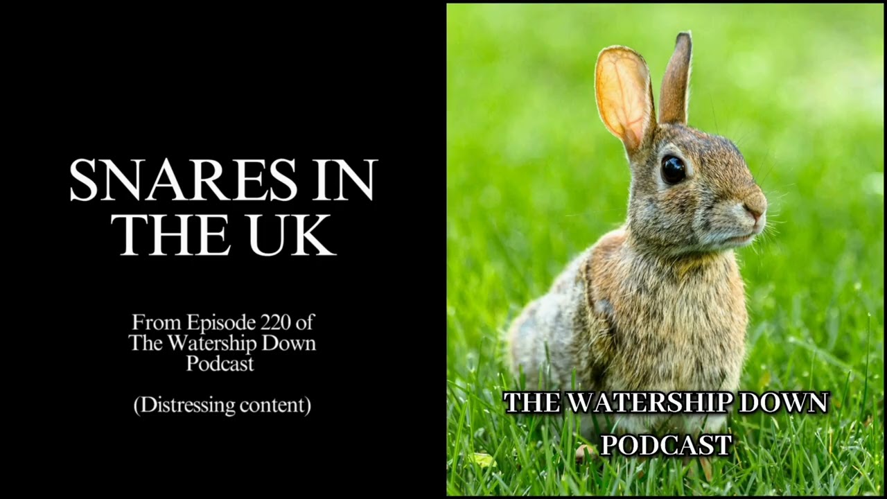 Snares in the UK - from Episode 220 of the Watership Down Podcast - DISTRESSING CONTENT 