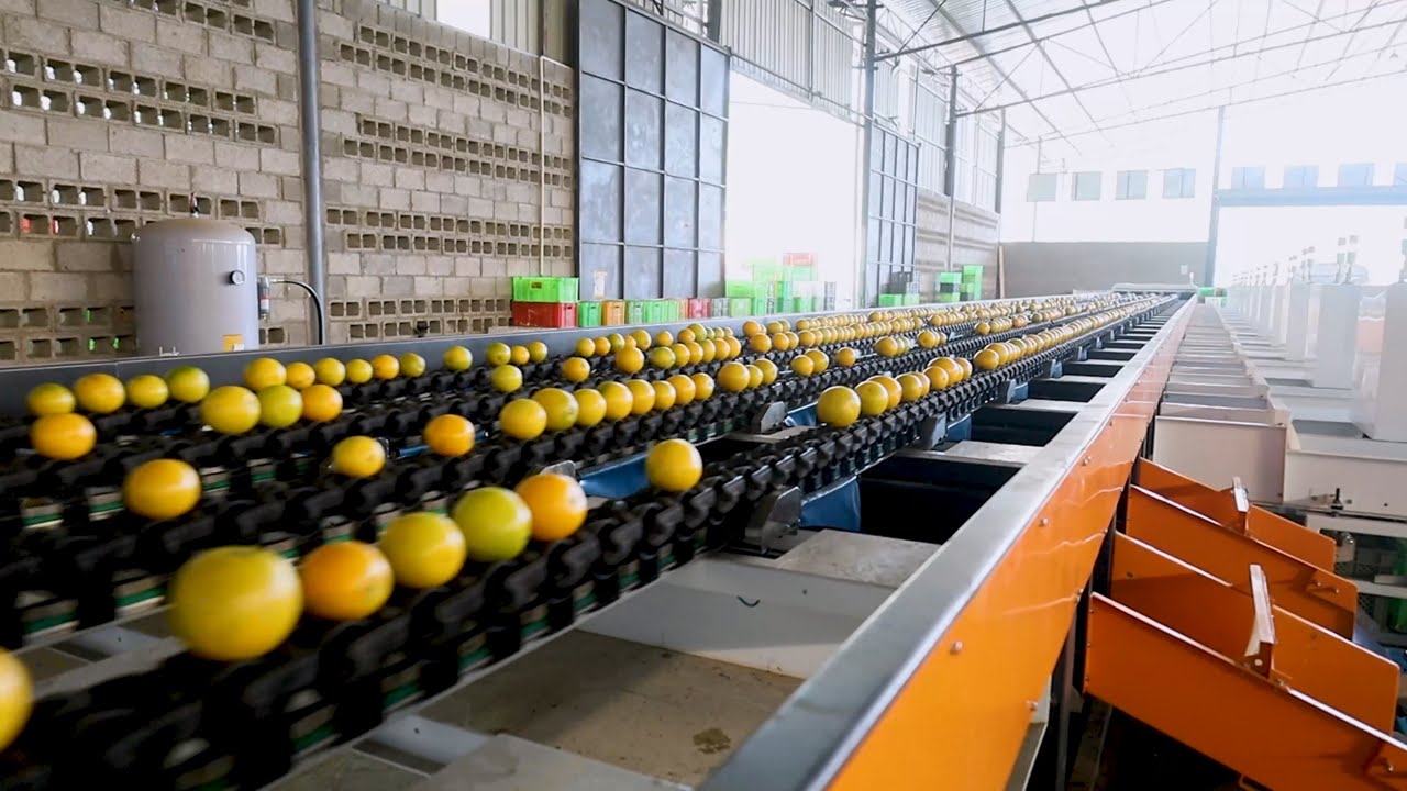 Sweet Orange Sorting Solution