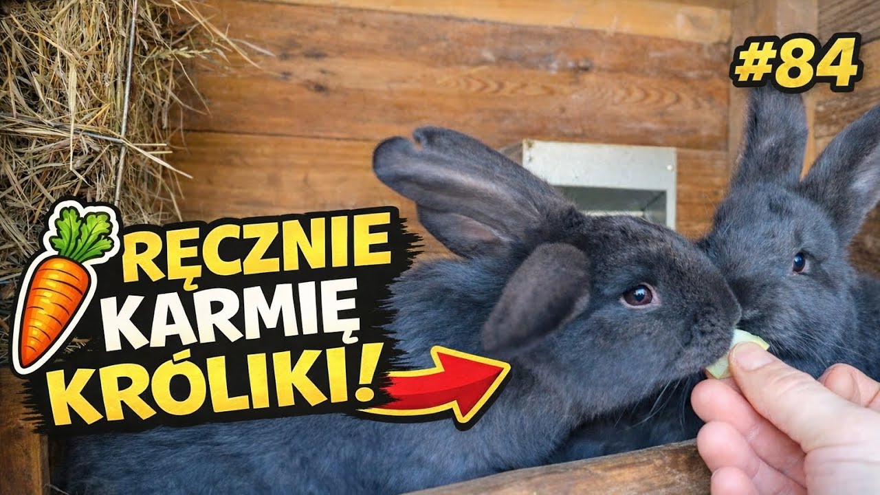 84 Króliki OSZALAŁY gdy zacząłem je karmić z ręki! 🐰🥕