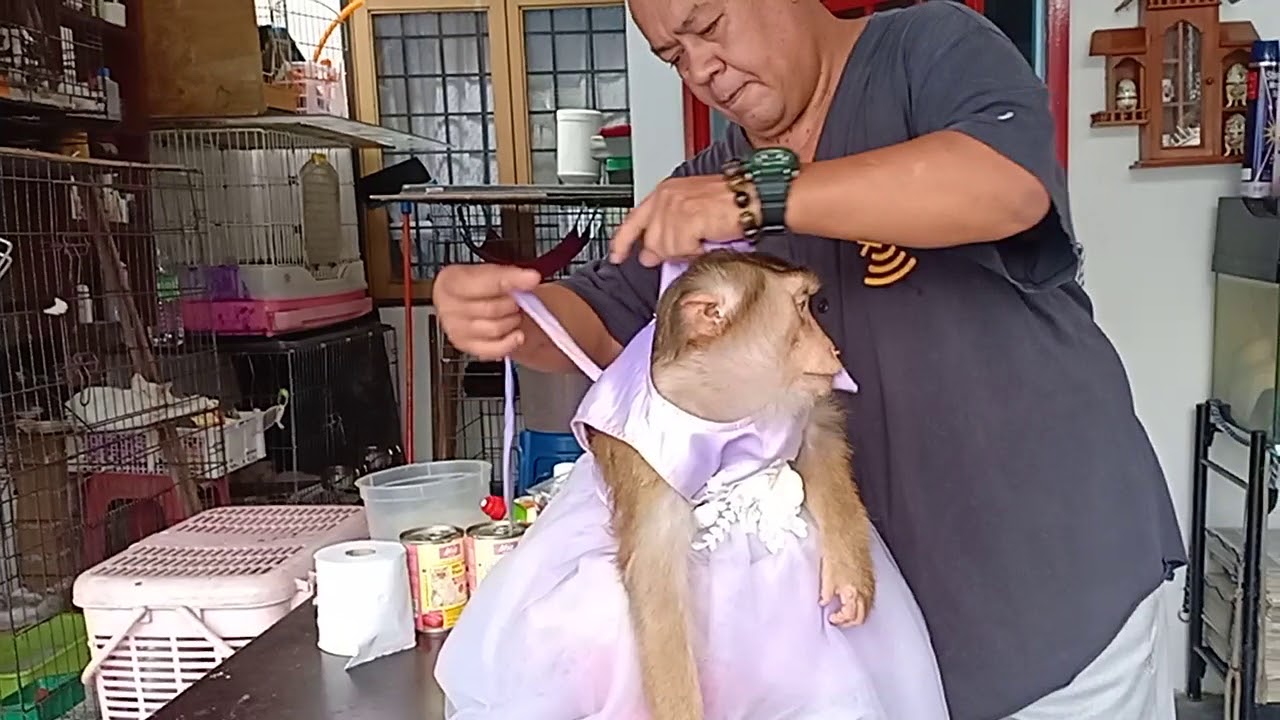 Shaki Ready new Gown