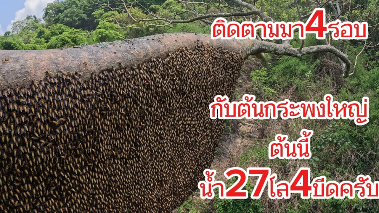ติดตามมา4รอบ กับต้นกระพงใหญ่ต้นนี้น้ำ27โล4ขีดครับ