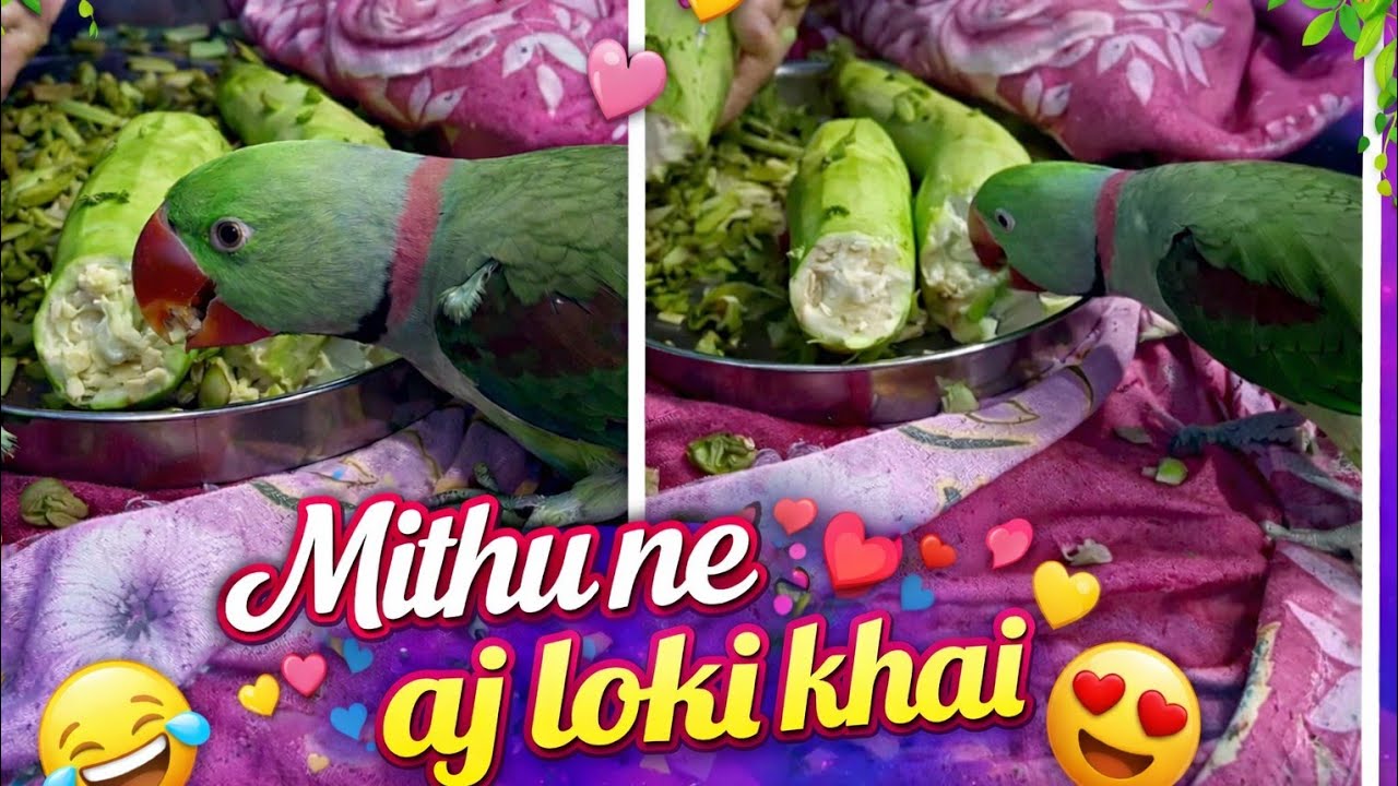 Anil Ram parrot is live