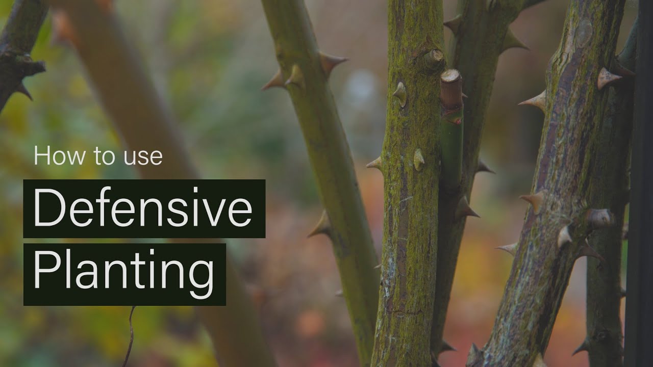 How to protect your home using Defensive Planting