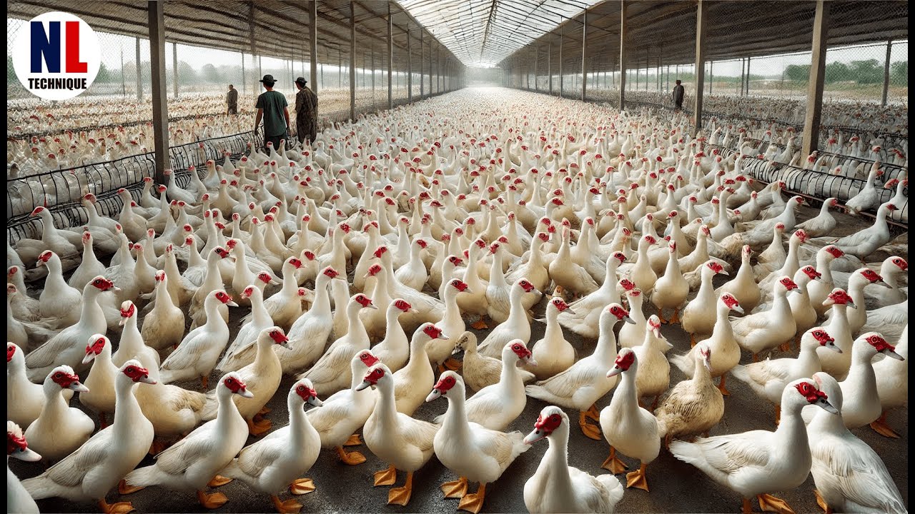 How Farmers Raise Millions Muscovy Duck | Inside Modern Muscovy Duck Farm | Muscovy Duck Processing