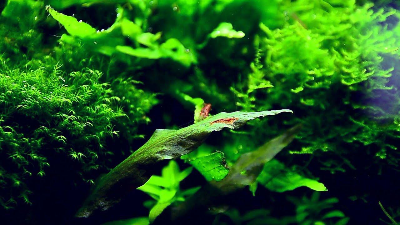 My last aquascape layout from march