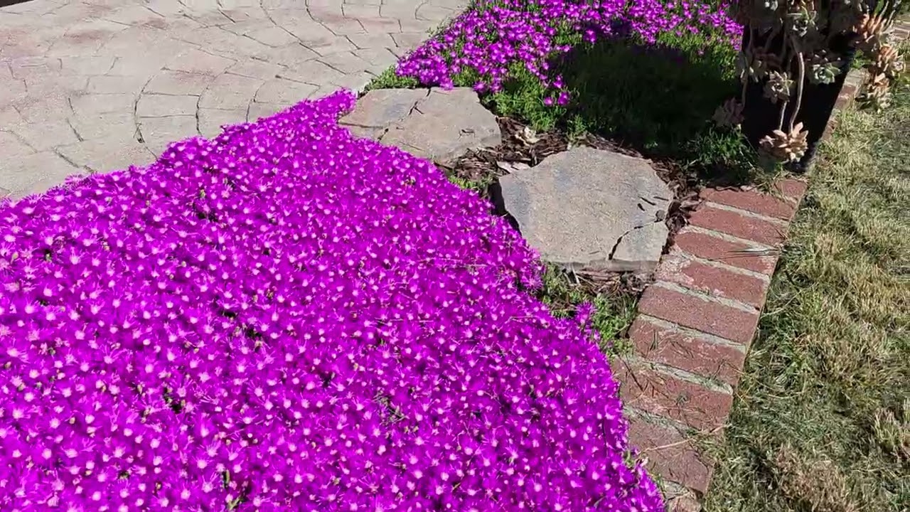 Không phải bị sen đá hành mà mấy loại hoa khác mình cũng mê 