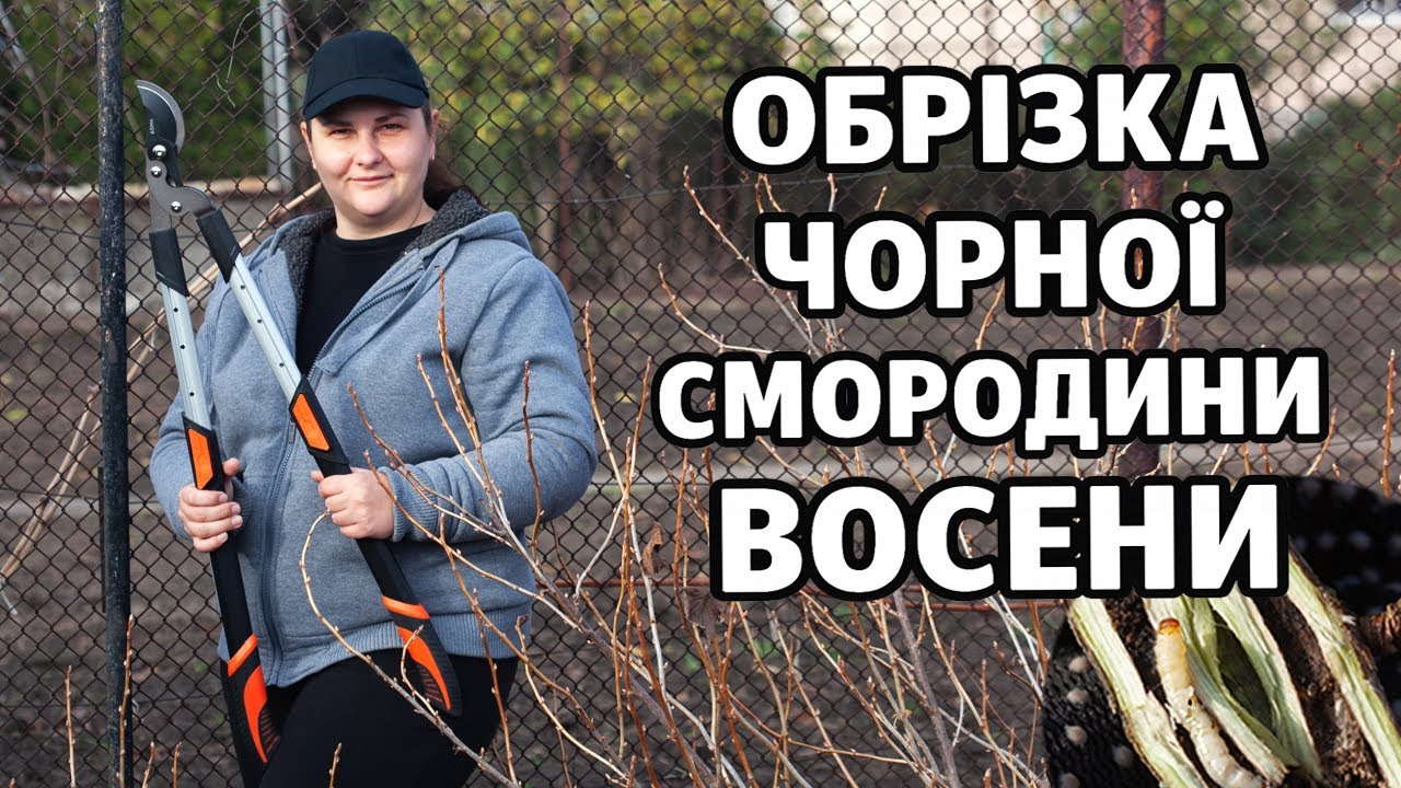 Не пропустіть! Осіння обрізка рятує смородину від загибелі #gardenofdi #смородина #обрізкасмородини
