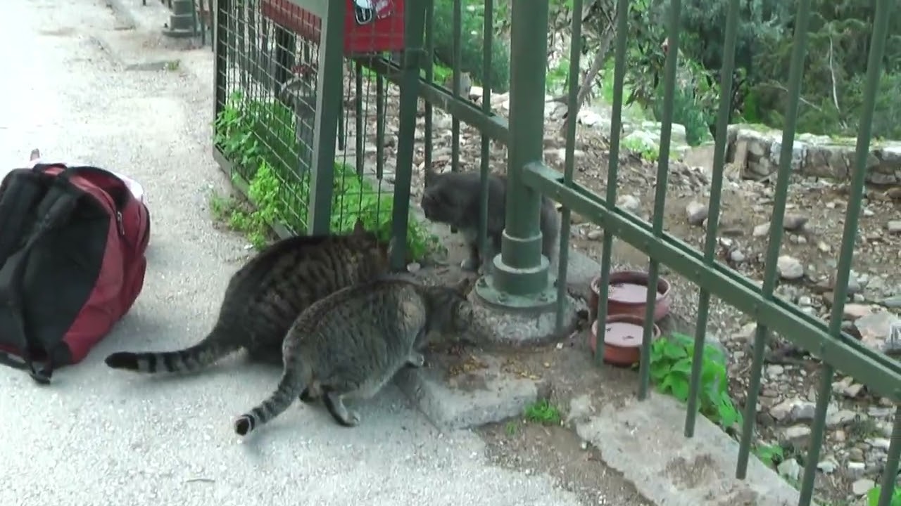 アクロポリス北斜面の猫たち