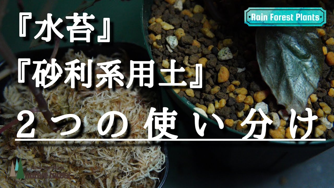 熱帯植物の「水苔」と「砂利系用土」の使い分けについて