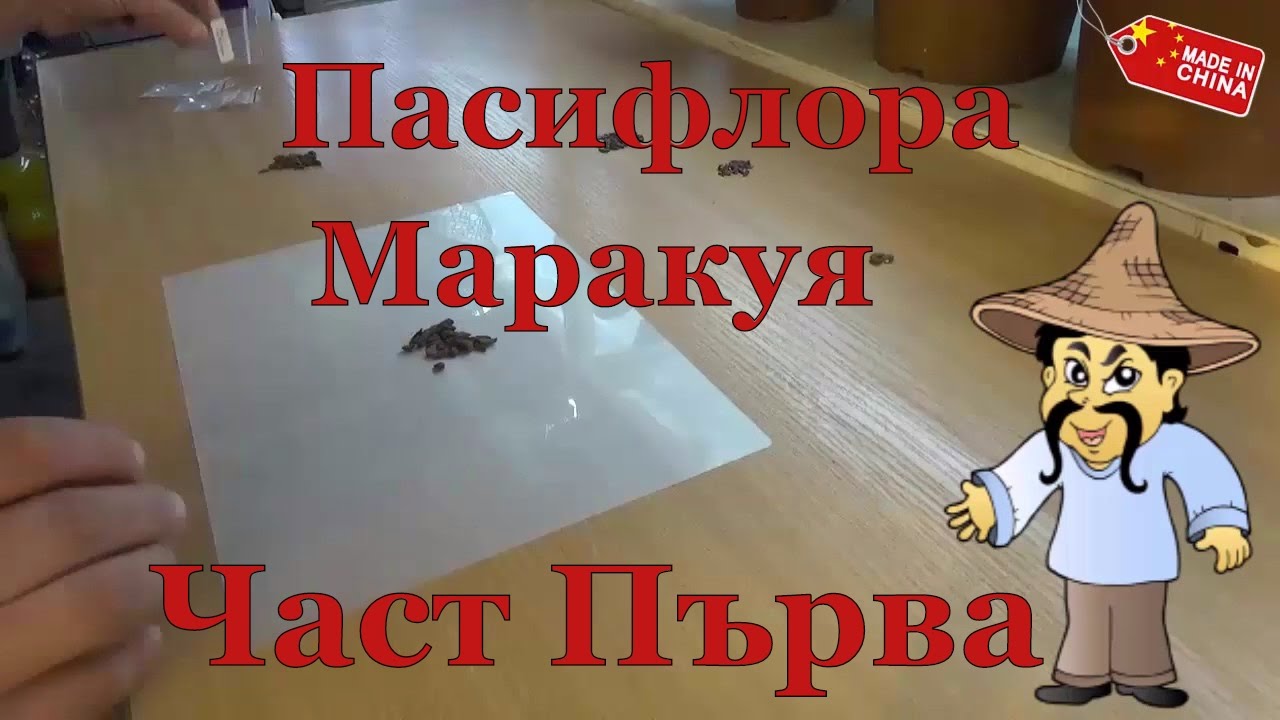 Пасифлора - Маракуя 